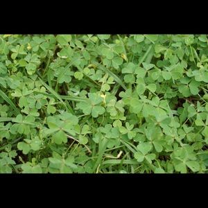 Meet your Posher, Eilidh